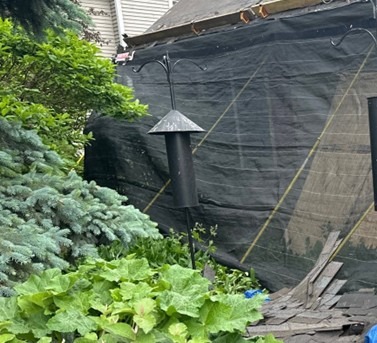 Backyard with bird feeder and black tarp.