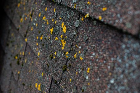 Close-up of lichen on asphalt shingles
