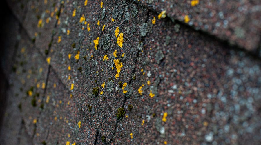 Close-up of lichen on asphalt shingles
