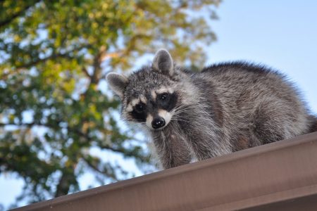 Raccoon,On,Roof