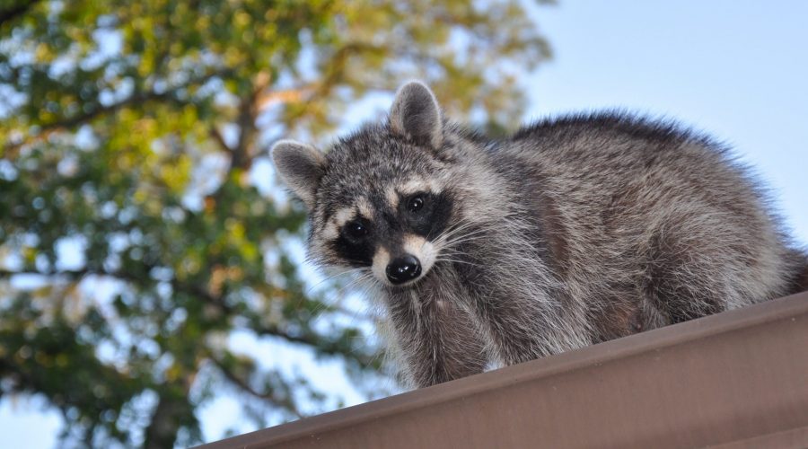 Raccoon,On,Roof