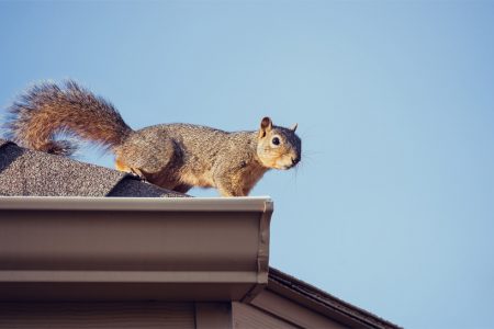 squirrel-on-top-of-the-roof