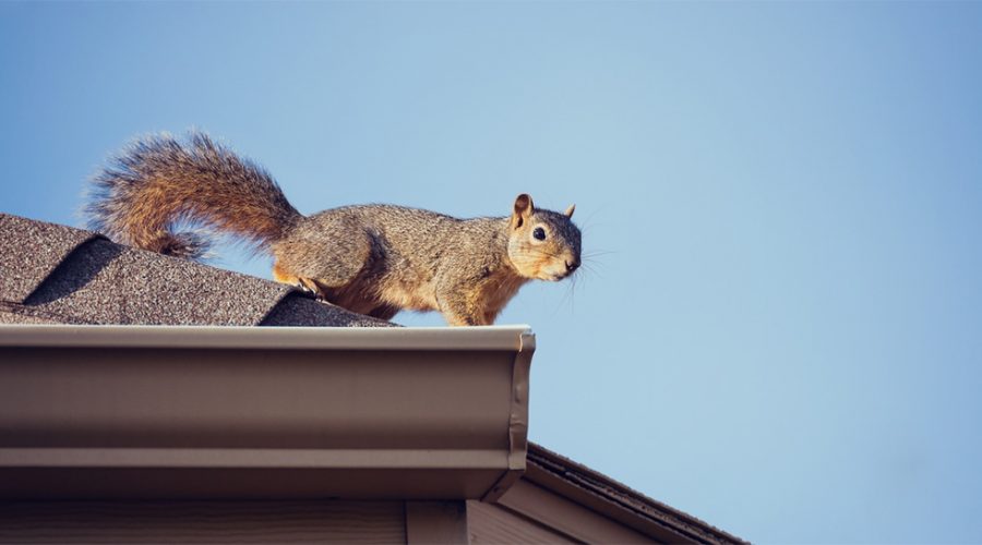 squirrel-on-top-of-the-roof